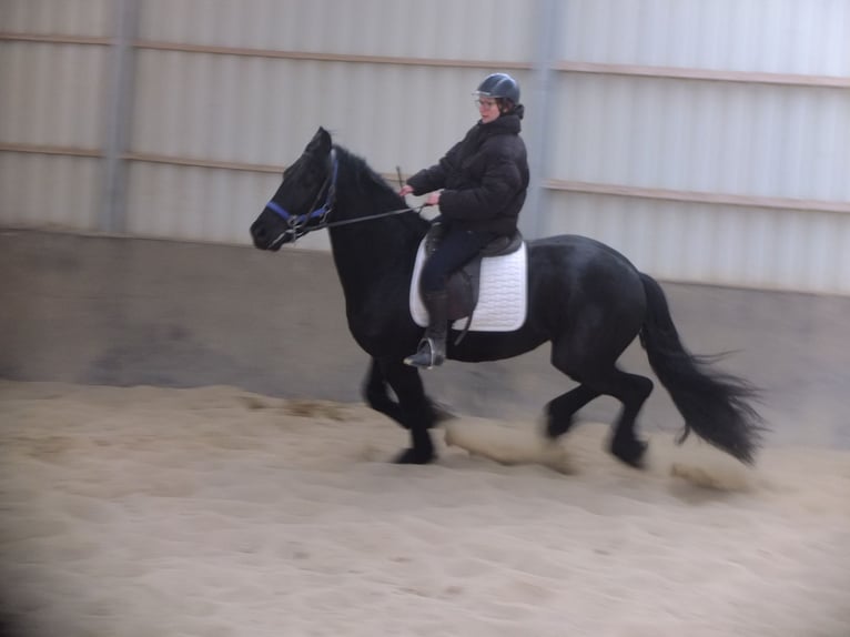 Fries paard Ruin 5 Jaar 158 cm Zwart in Buttstädt