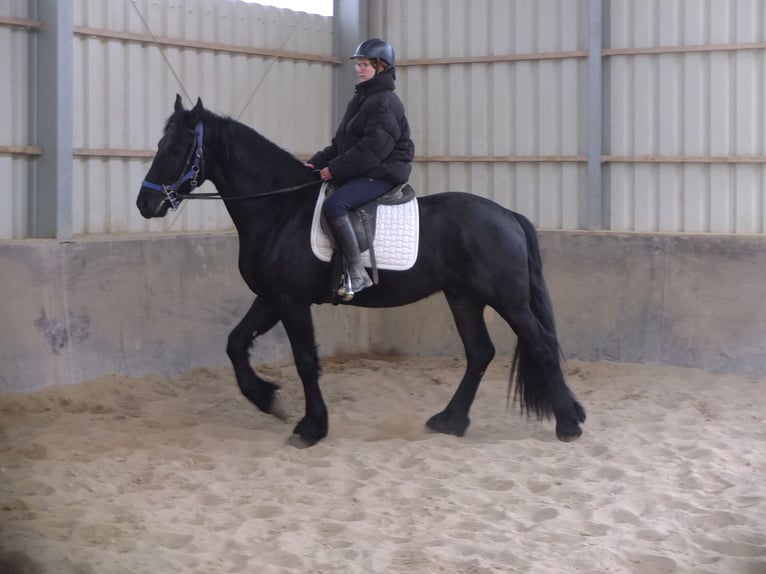 Fries paard Ruin 5 Jaar 158 cm Zwart in Buttstädt