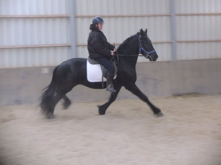 Fries paard Ruin 5 Jaar 158 cm Zwart in Buttstädt