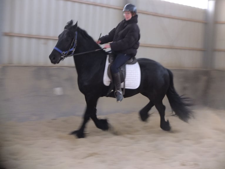 Fries paard Ruin 5 Jaar 158 cm Zwart in Buttstädt