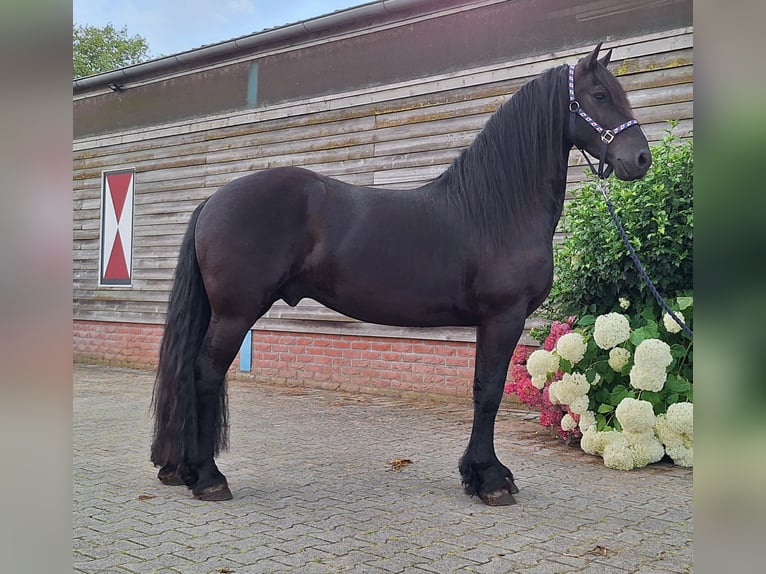 Fries paard Ruin 5 Jaar 158 cm Zwart in Dalen