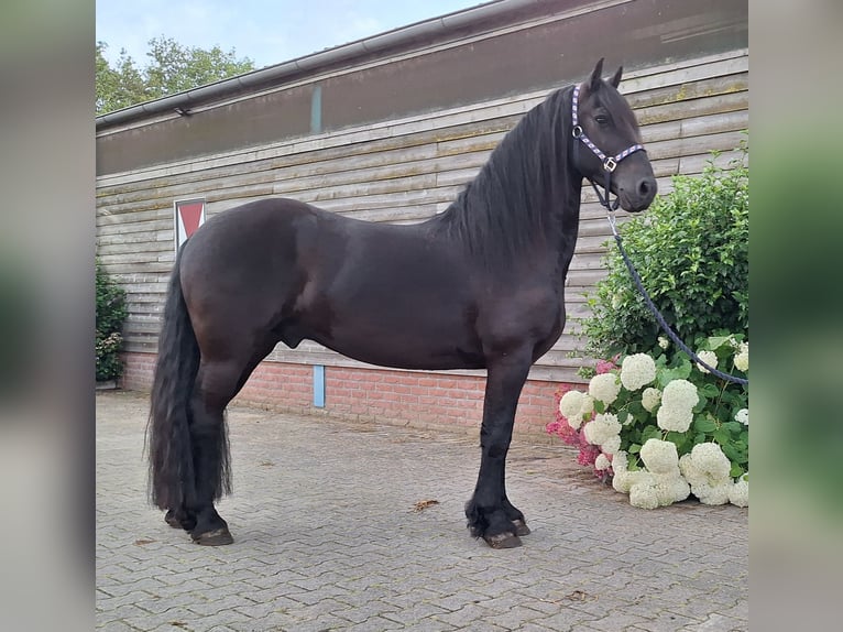 Fries paard Ruin 5 Jaar 158 cm Zwart in Dalen