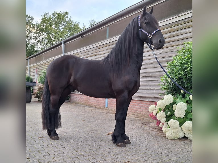 Fries paard Ruin 5 Jaar 158 cm Zwart in Dalen