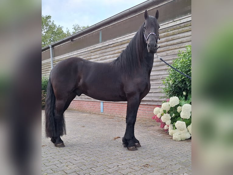 Fries paard Ruin 5 Jaar 158 cm Zwart in Dalen