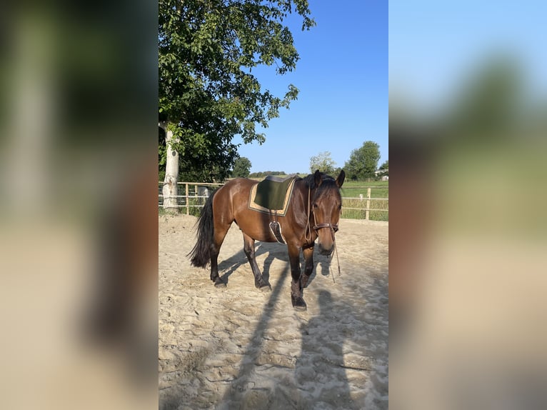 Fries paard Mix Ruin 5 Jaar 160 cm  in Moers