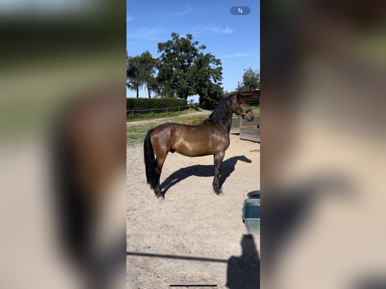 Fries paard Mix Ruin 5 Jaar 160 cm  in Moers