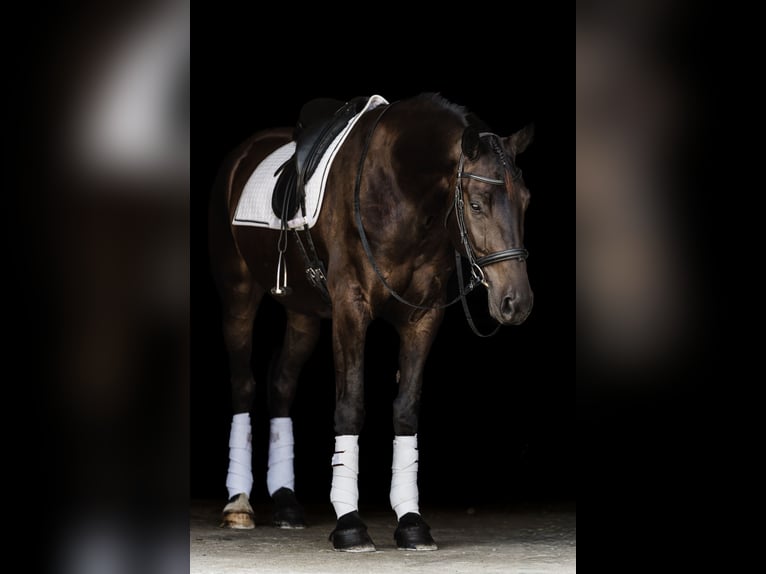 Fries paard Mix Ruin 5 Jaar 160 cm Roodbruin in Ames