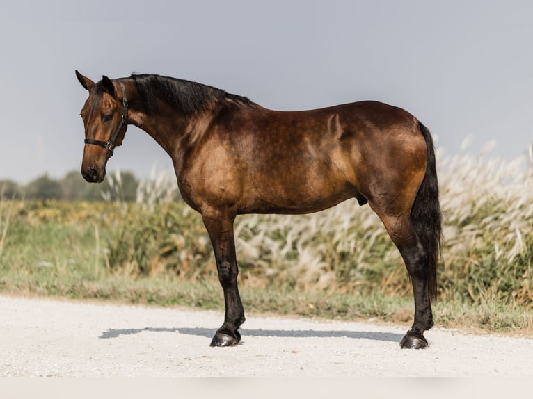 Fries paard Mix Ruin 5 Jaar 160 cm Roodbruin in Ames