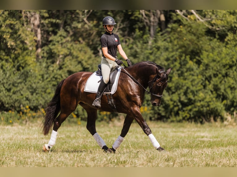 Fries paard Mix Ruin 5 Jaar 160 cm Roodbruin in Ames