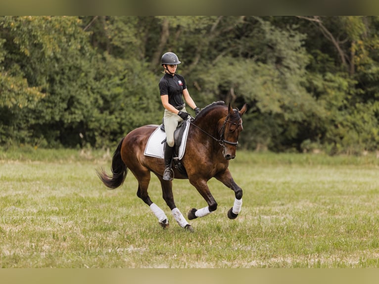 Fries paard Mix Ruin 5 Jaar 160 cm Roodbruin in Ames
