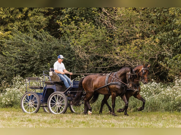 Fries paard Mix Ruin 5 Jaar 160 cm Roodbruin in Ames