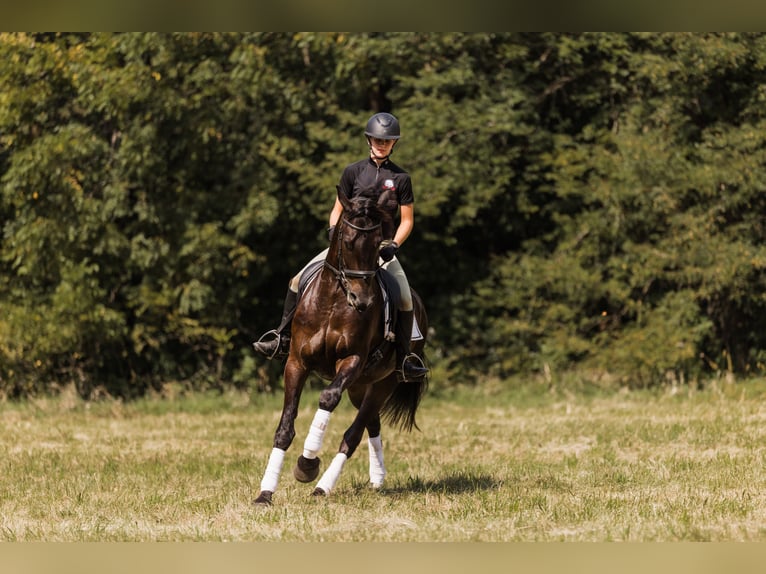 Fries paard Mix Ruin 5 Jaar 160 cm Roodbruin in Ames
