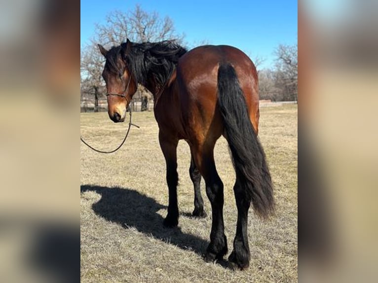 Fries paard Ruin 5 Jaar 160 cm Roodbruin in Jacksboro, TX