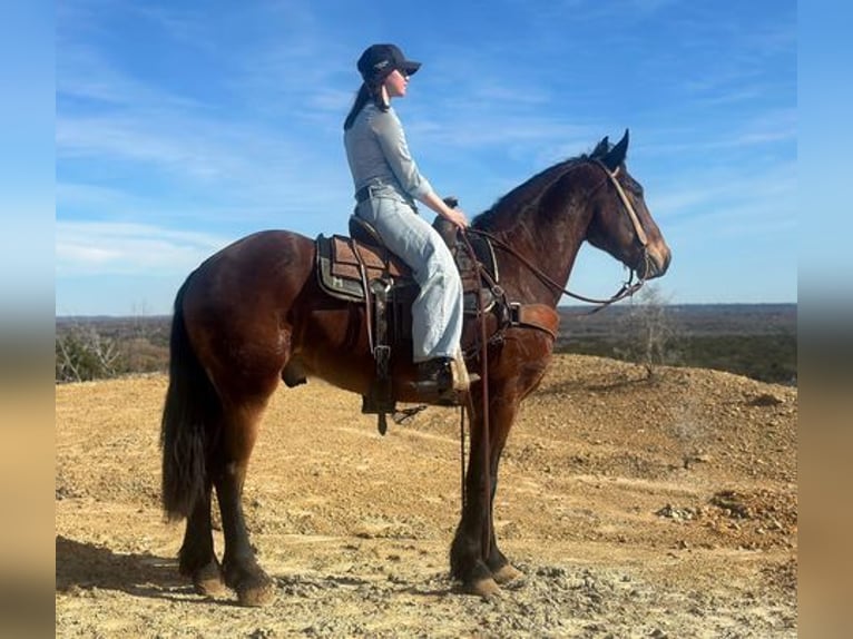 Fries paard Ruin 5 Jaar 160 cm Roodbruin in Jacksboro, TX