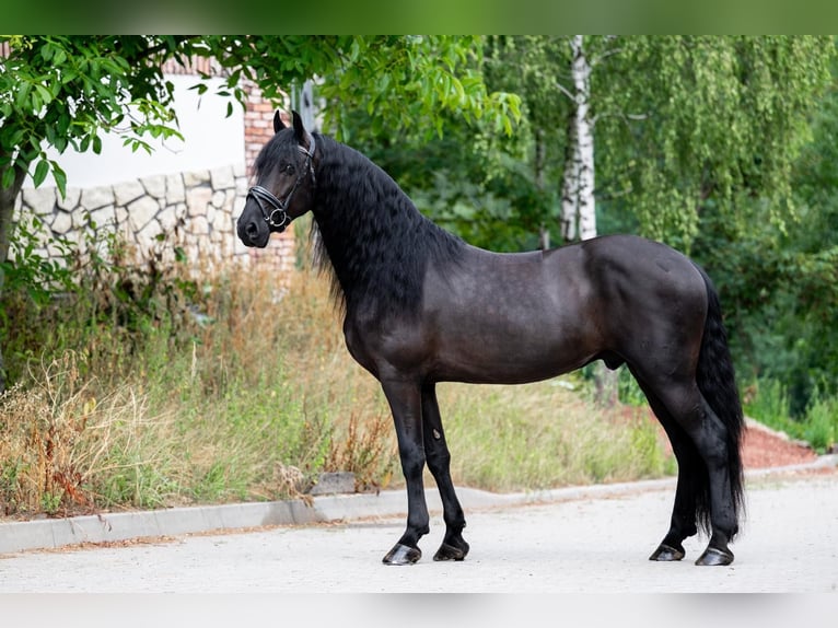 Fries paard Ruin 5 Jaar 160 cm Zwart in Bytom