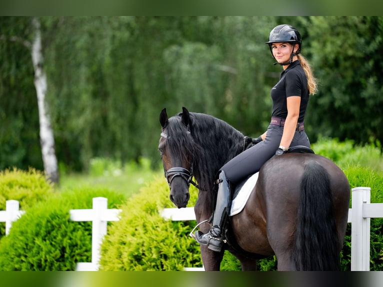 Fries paard Ruin 5 Jaar 160 cm Zwart in Bytom