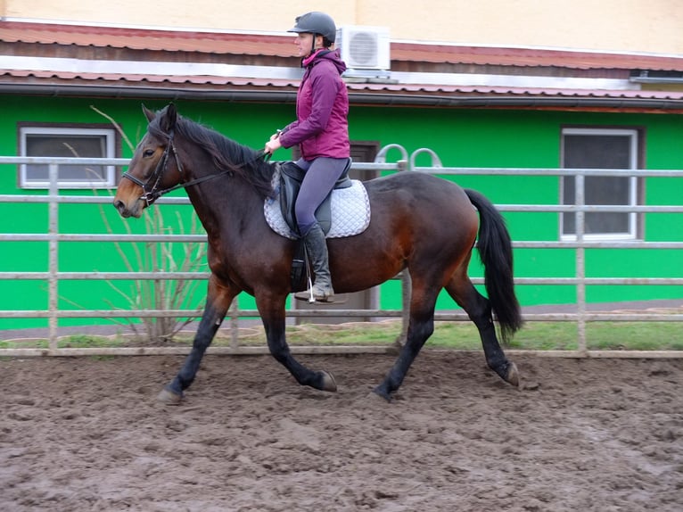 Fries paard Mix Ruin 5 Jaar 160 cm Zwart in Buttstädt