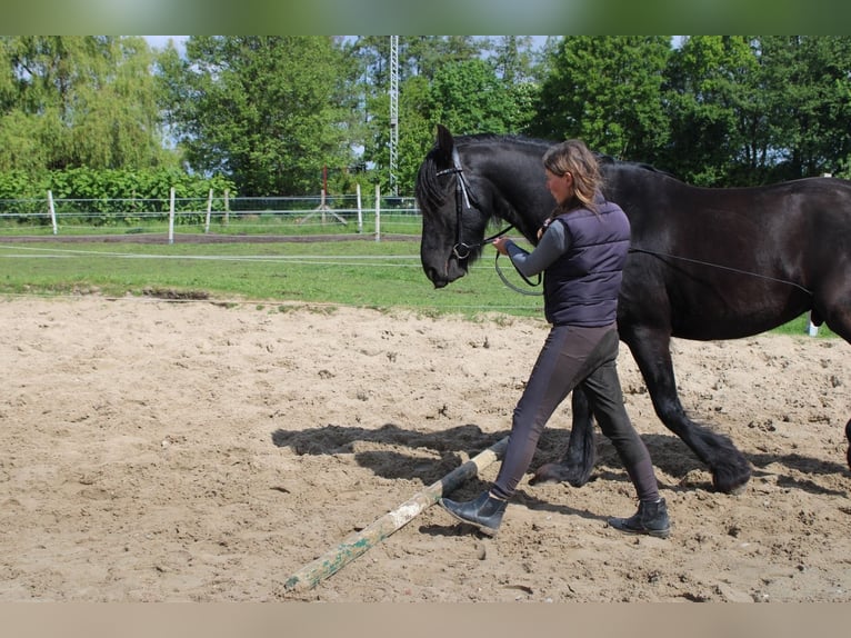 Fries paard Ruin 5 Jaar 160 cm Zwart in Wittenberge