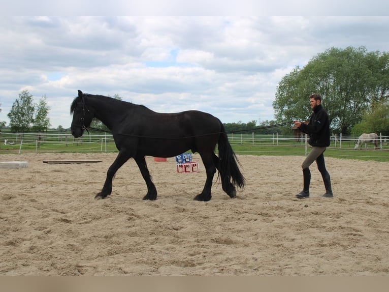 Fries paard Ruin 5 Jaar 160 cm Zwart in Wittenberge