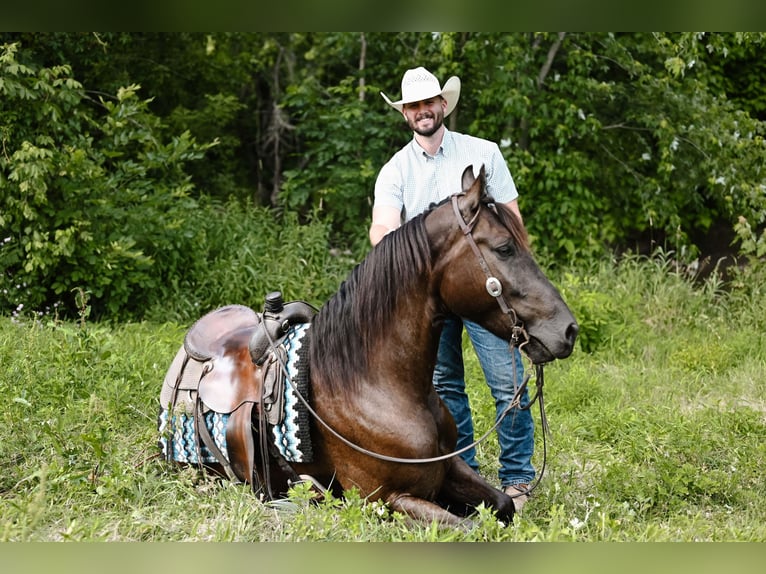 Fries paard Ruin 5 Jaar 160 cm Zwart in Dalton, OH