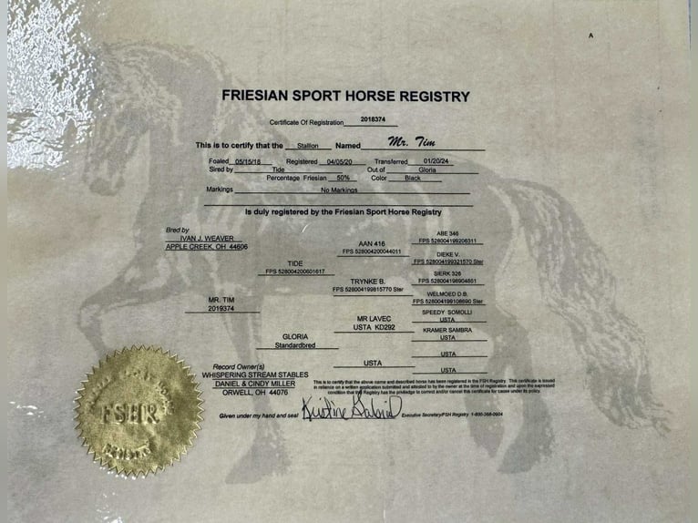 Fries paard Ruin 5 Jaar 160 cm Zwart in Waco TX