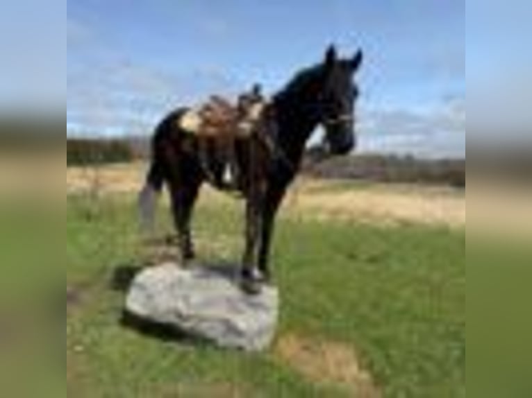 Fries paard Ruin 5 Jaar 160 cm Zwart in Warsaw NY