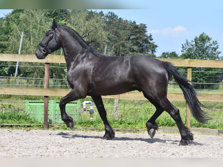 Fries paard Ruin 5 Jaar 161 cm Zwart in Achtmaal