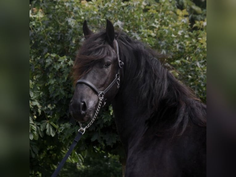 Fries paard Ruin 5 Jaar 162 cm Zwart in Halsenbach