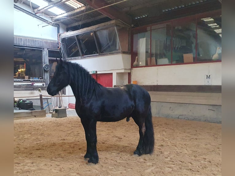 Fries paard Ruin 5 Jaar 162 cm Zwart in Halsenbach