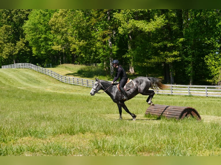 Fries paard Mix Ruin 5 Jaar 163 cm Appelschimmel in Clover, SC