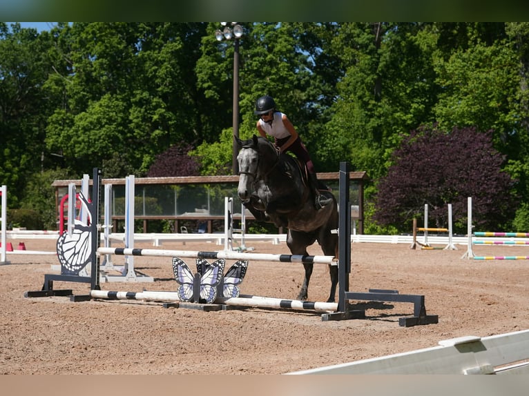 Fries paard Mix Ruin 5 Jaar 163 cm Appelschimmel in Clover, SC