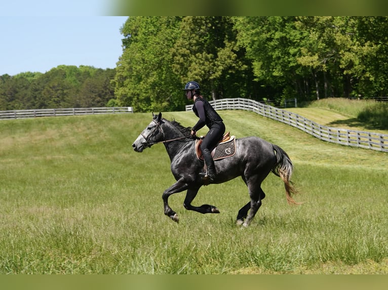 Fries paard Mix Ruin 5 Jaar 163 cm Appelschimmel in Clover, SC