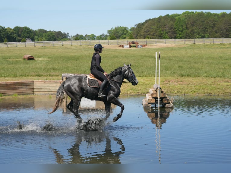 Fries paard Mix Ruin 5 Jaar 163 cm Appelschimmel in Clover, SC