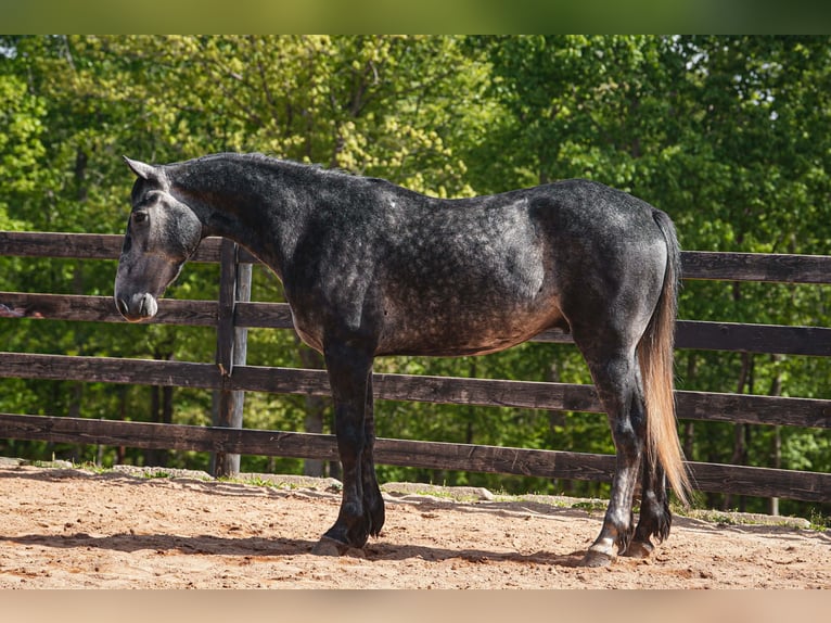 Fries paard Mix Ruin 5 Jaar 163 cm Appelschimmel in Clover, SC