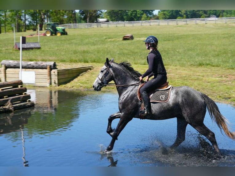 Fries paard Mix Ruin 5 Jaar 163 cm Appelschimmel in Clover, SC