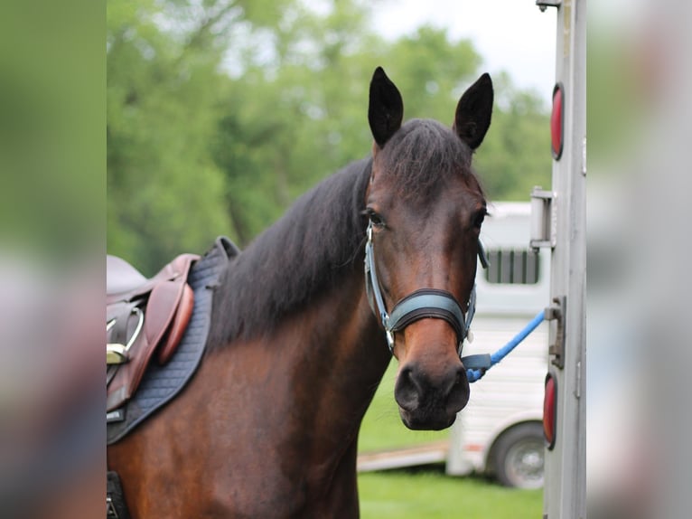 Fries paard Ruin 5 Jaar 163 cm Donkerbruin in New Holland