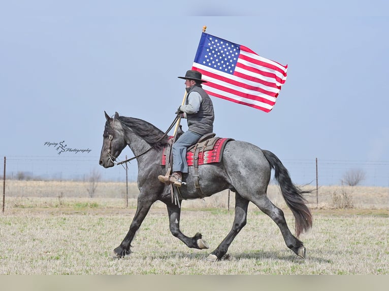 Fries paard Ruin 5 Jaar 163 cm Roan-Blue in Fairbank IA