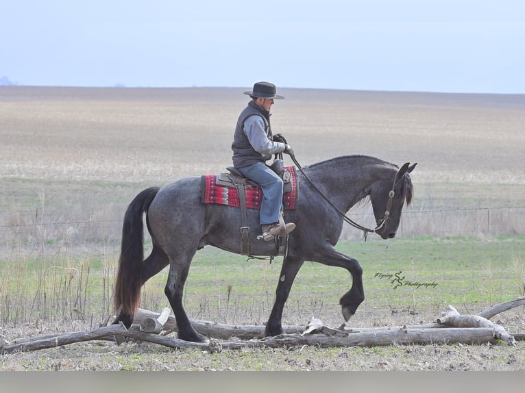 Fries paard Ruin 5 Jaar 163 cm Roan-Blue in Fairbank IA