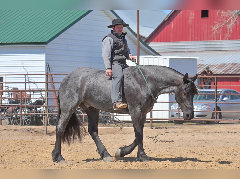 Fries paard Ruin 5 Jaar 163 cm Roan-Blue in Fairbank IA