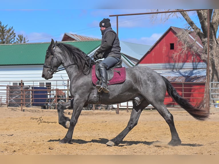 Fries paard Ruin 5 Jaar 163 cm Roan-Blue in Fairbank IA
