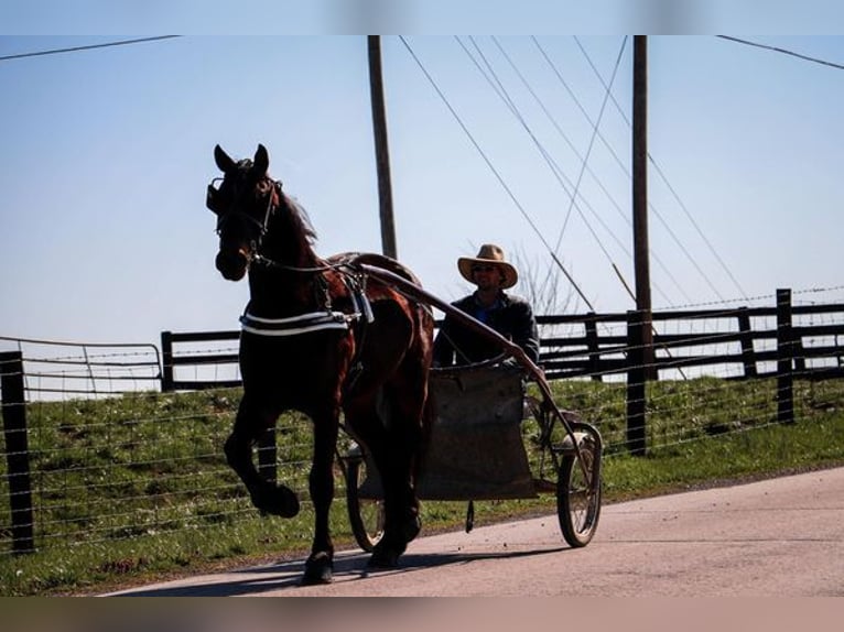 Fries paard Mix Ruin 5 Jaar 163 cm Roodbruin in Belfast