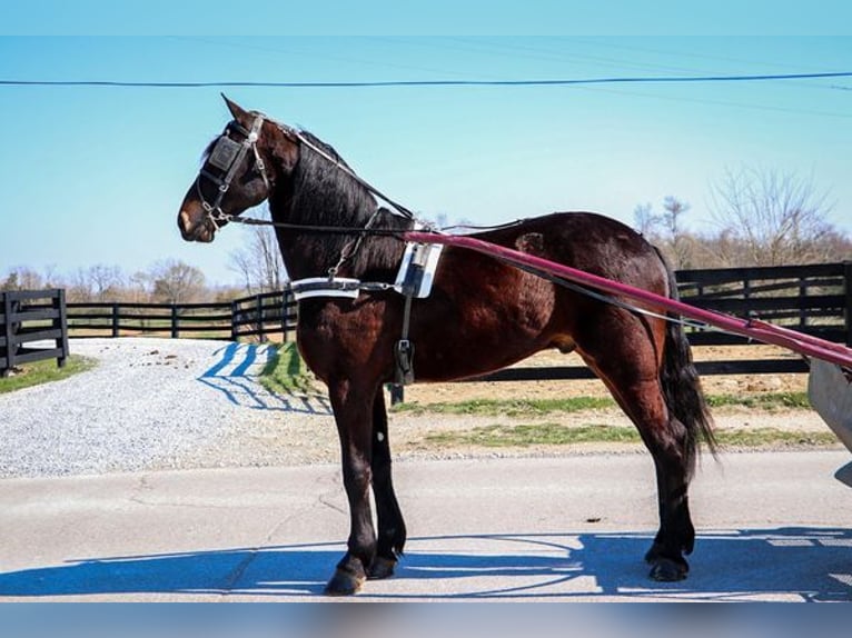Fries paard Mix Ruin 5 Jaar 163 cm Roodbruin in Belfast