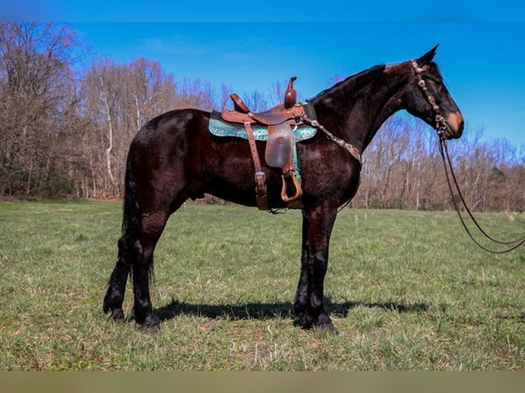 Fries paard Mix Ruin 5 Jaar 163 cm Roodbruin in Belfast