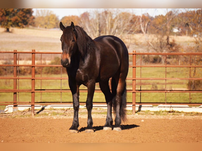 Fries paard Mix Ruin 5 Jaar 163 cm Roodbruin in Baltic