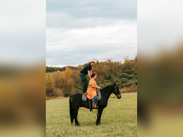 Fries paard Mix Ruin 5 Jaar 163 cm Roodbruin in Baltic