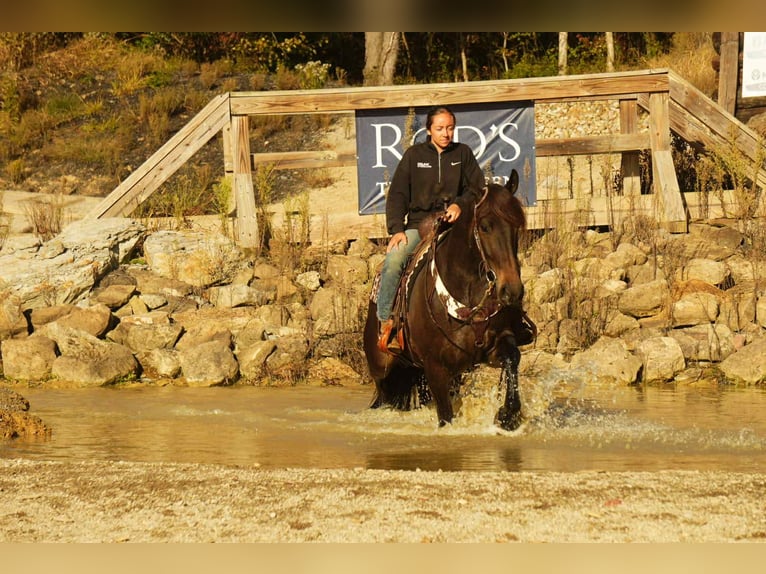 Fries paard Mix Ruin 5 Jaar 163 cm Roodbruin in Baltic