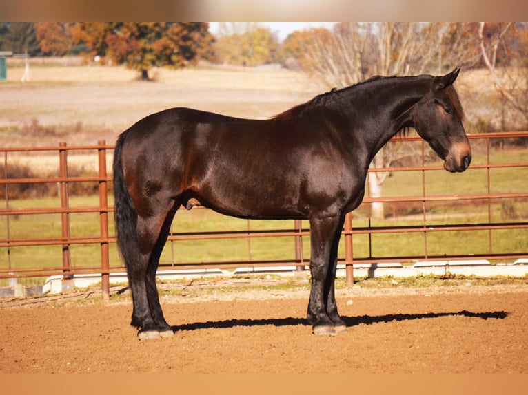 Fries paard Mix Ruin 5 Jaar 163 cm Roodbruin in Baltic