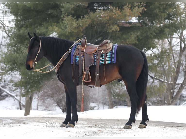 Fries paard Mix Ruin 5 Jaar 163 cm Roodbruin in Millersburg