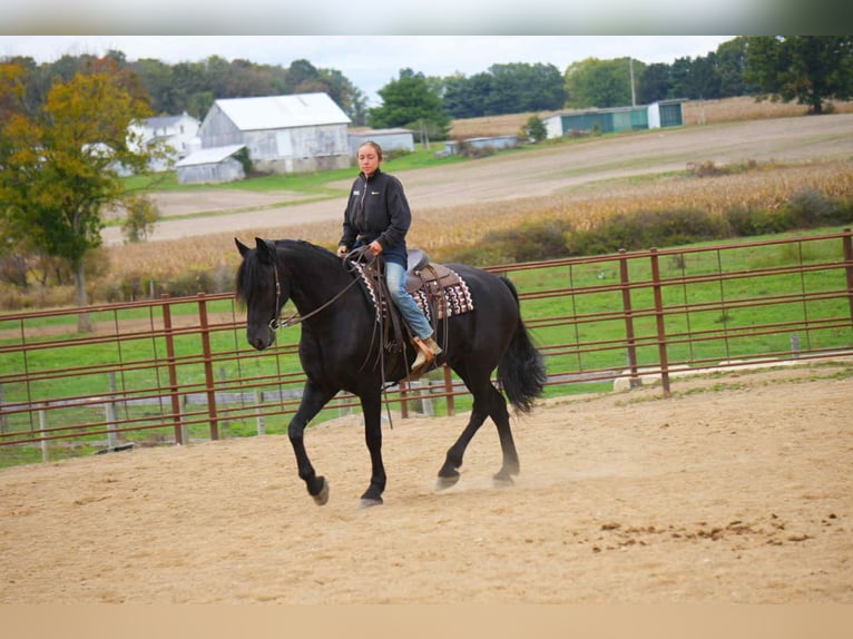 Fries paard Ruin 5 Jaar 163 cm Roodbruin in Fresno Fries paard Ruin 5 Jaar 163 cm Roodbruin in Fresno