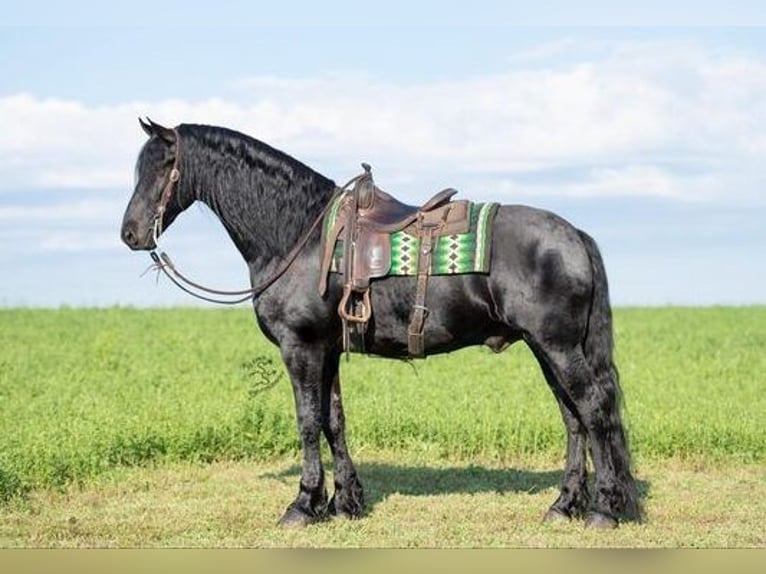 Fries paard Ruin 5 Jaar 163 cm Zwart in Great Falls